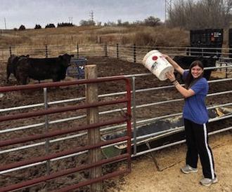 Cambridge FFA students feed out their own yearling heifers to contribute to the school’s Beef in Schools Program.