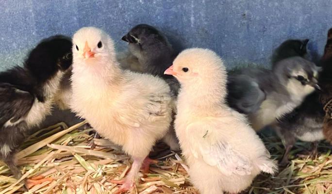 Nebraska Extension to host “Chick Care Basics” webinar April 6
