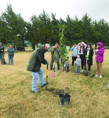 Ten Free trees program to benefit Beaver City