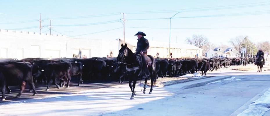 Cattle Drive!