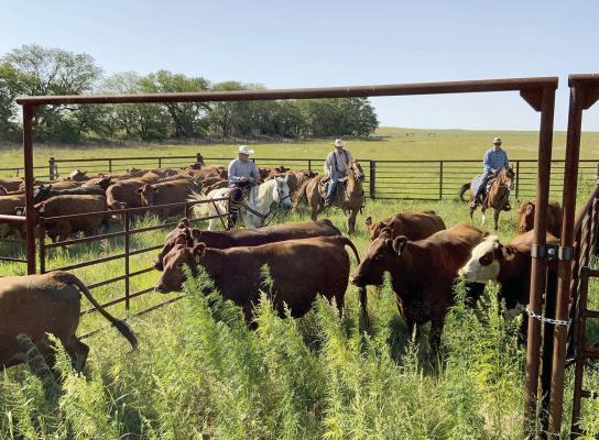 Nebraska College of Technical Agriculture students raise and manage about 60 head of cattle at the Curtis campus and a 2,100-acre ranch located west of town.