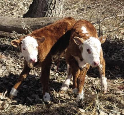 Blessed with a record number of twin calves