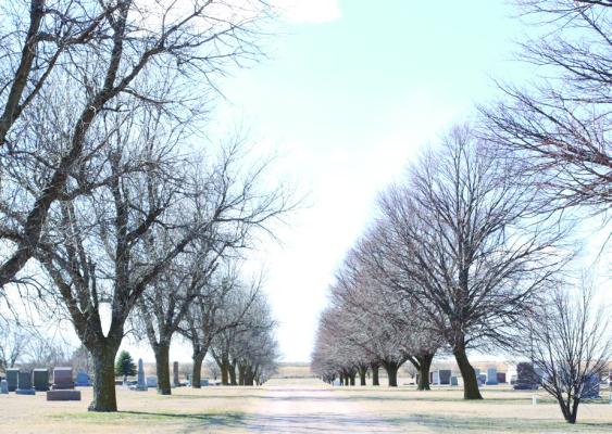 The Ash trees that line the south side of the drive way at the Arapahoe Cemetery will have to be removed while the Linden trees on the north side will remain.