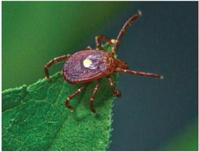 The lone star tick may have infected nearly 500,000 Americans, experts estimate. The tick, which has made its way to Nebraska in part due to climate change and development, is now sickening some Nebraskans – and making some allergic to red meat. Photo courtesy of Joshua Allen