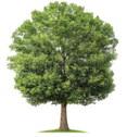 Revitalize Beaver City Tree City Status