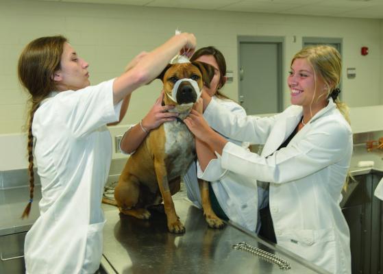 Vet Tech Online Program a Big Hit with Students