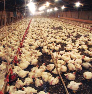 Highly Pathogenic Avian Influenza Detected in Commercial Flock In Nebraska