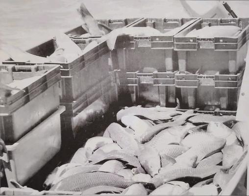 Carp Reduction Plan Will Improve More Desirable Fish At Johnson Lake