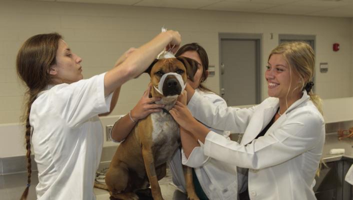 NCTA launches online Veterinary Technician Program
