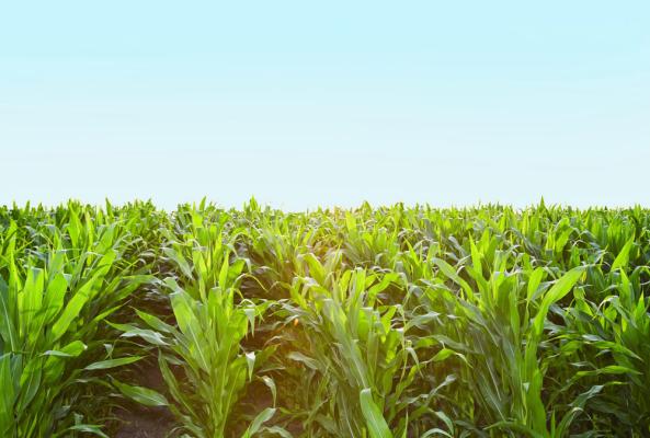 From Corn to fuel: ethanol and how it’s made