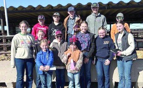 4-H’ers gain and perfect bull judging skills