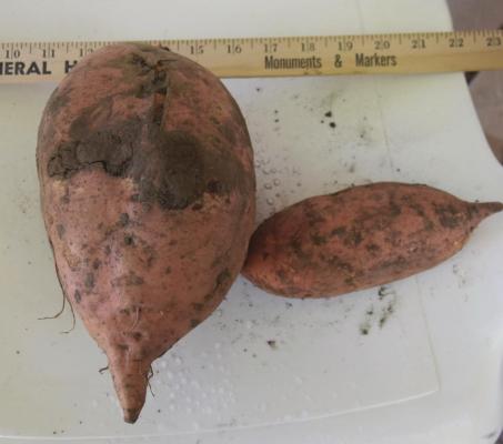 Exceptional Sweet Potato