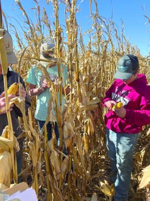 Eustis-Farnam Public School teacher, Mrs. Rexing took her Ag Math class to visit one of Gilbert Koch’s corn fields recently to learn how to estimate corn yield with the help of agronomist Jordan Rexing. Students tested multiple spots in the field to calculate an average yield and see firsthand how math is used every day in agriculture.