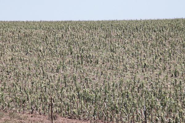 While much of the region was blessed with abundant rain over the past week, this field south of Arapahoe was demolished by hail Sunday afternoon. Hail nearing baseball size was reported near Arapahoe and Beaver City while additional hail was reported in southern Frontier County.