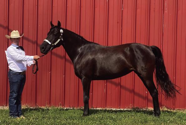 2024 State 4-H Horse Show represented by frontier County 4-Her lane welch