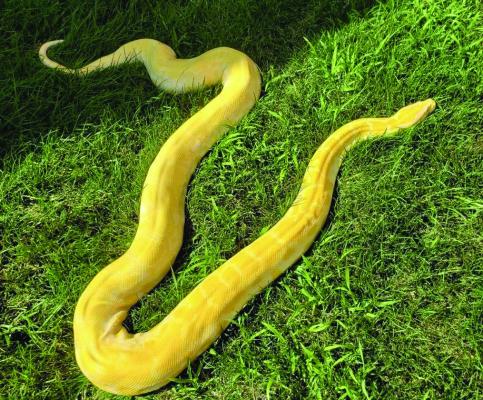 Beloved python at NCTA dies after decades at school