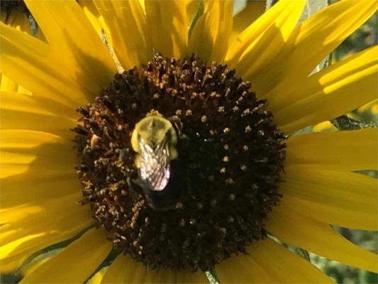 Bee