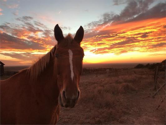Horse