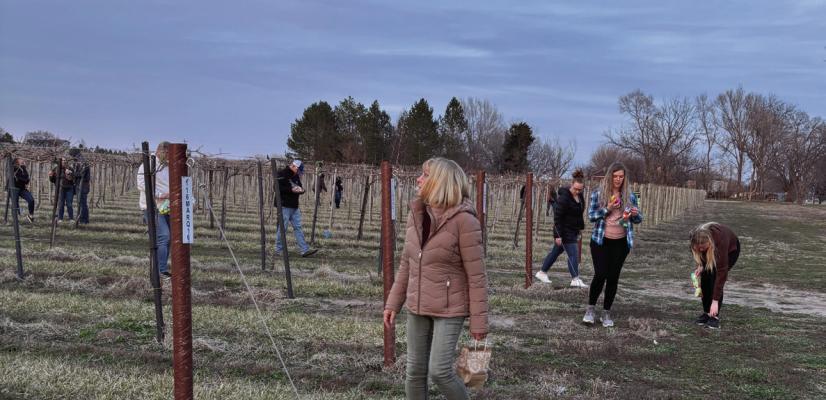 Old Cellar vineyard hosts adult easter egg Hunt