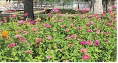 THANK YOU - ADOPT A PLOT