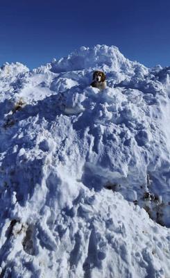 Check out all the great snow pictures sent in to us on our Facebook page. This dog is enjoying all the snow piles that were created from the clean up crews after Wednesday and Thursday’s snow blanketed the area.