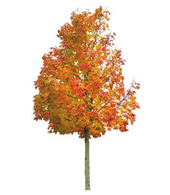 Tri-Basin NRD to Give Away Trees