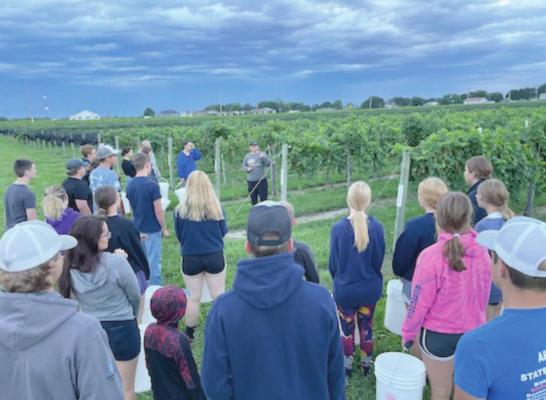 Melinda Gardner is instructing the FFA members how to pick the grapes.