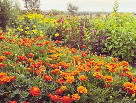 Iris Creek Flower Farm adds new spin to flower sales
