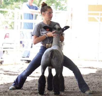 Tayley Becker competing in the sheep show at the 2024 Furnas County Fair.