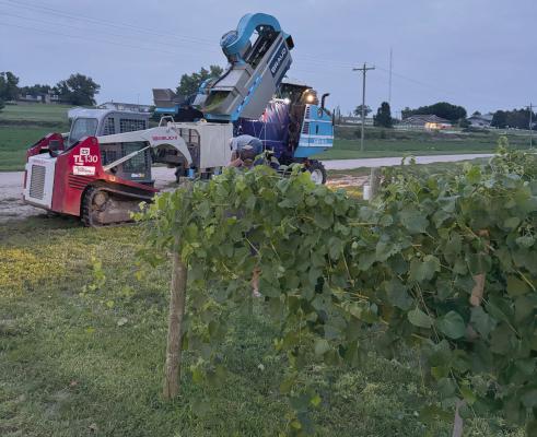 Grape harvest at old Cellar Vineyard