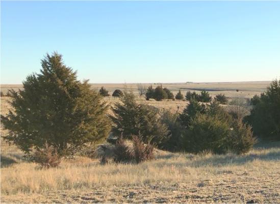 Controlling Eastern Red Cedar