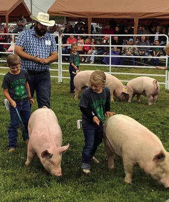 Cat Showmanship Senior Showmanship