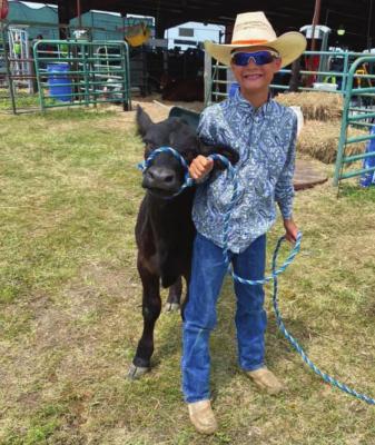 Showing a bucket calf