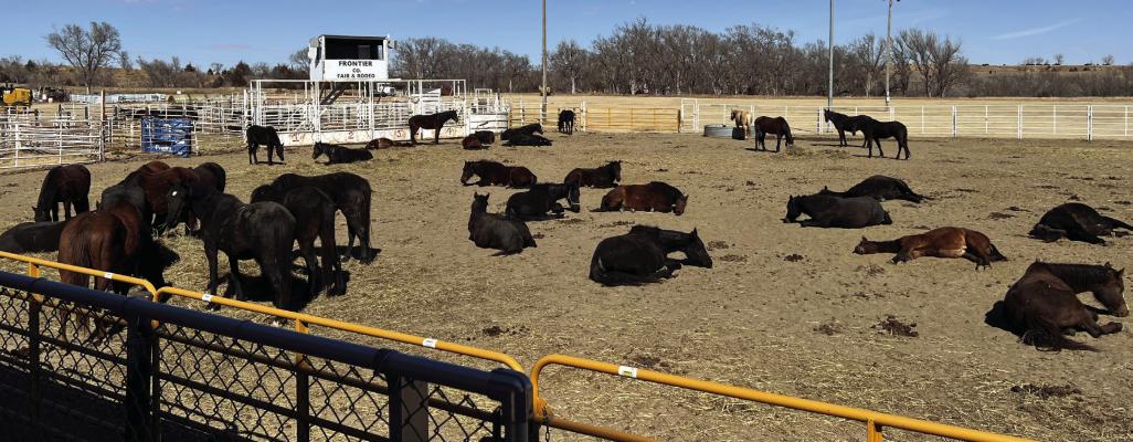 The Grunden horses still resting on Monday after an extremely traumatic and miraculous evacuation from the Cottonwood Fire last Friday, when NCTA students and others answered the call. (A. Taylor)