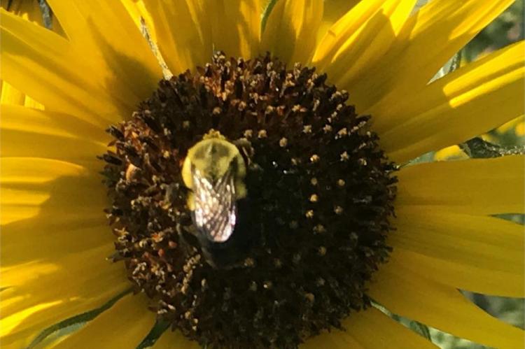 Bee