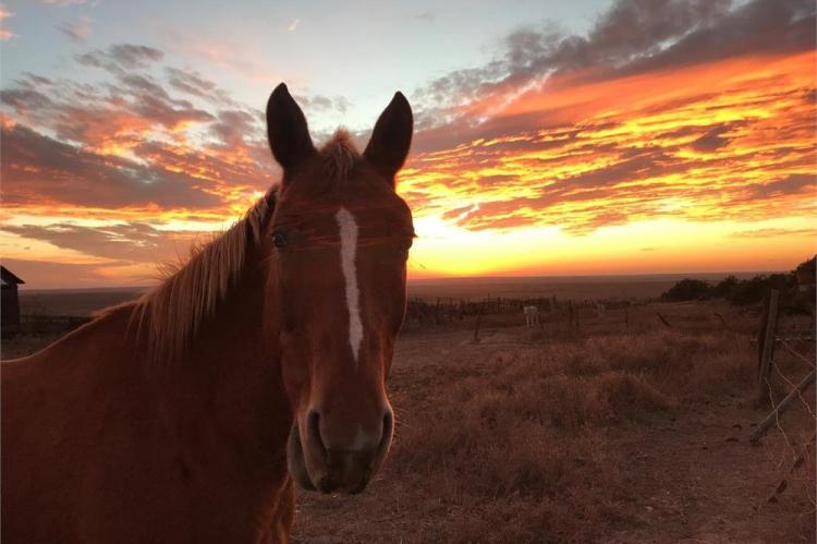 Horse